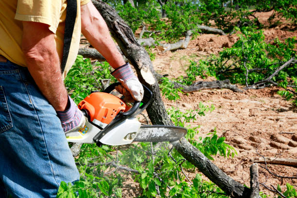 Best Commercial Tree Removal  in USA